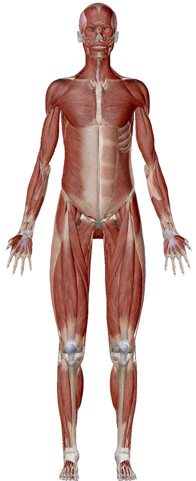 全身筋肉
