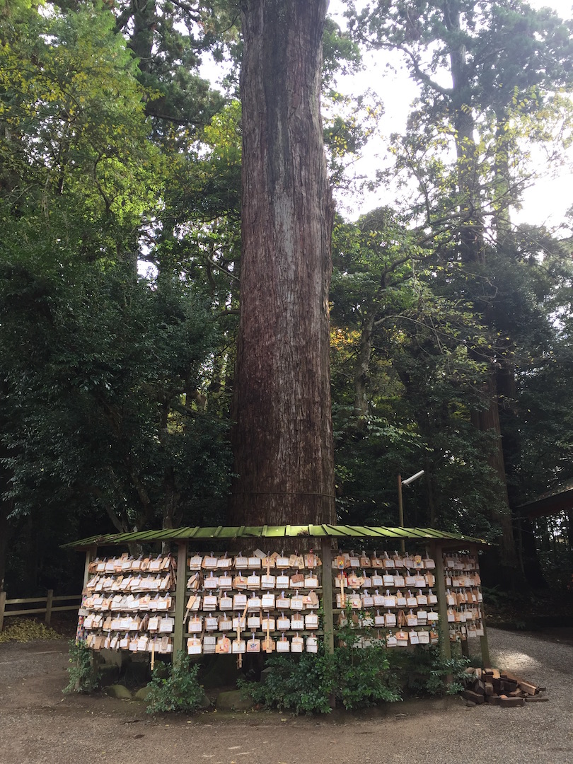鹿島神宮　二郎杉